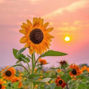 半生言sure资料,半生言sure最新歌曲,半生言sureMV视频,半生言sure音乐专辑,半生言sure好听的歌