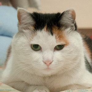 不疯不寨主资料,不疯不寨主最新歌曲,不疯不寨主MV视频,不疯不寨主音乐专辑,不疯不寨主好听的歌