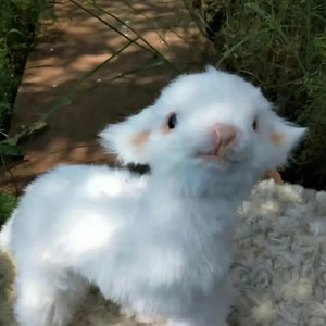 豆鲨包资料,豆鲨包最新歌曲,豆鲨包MV视频,豆鲨包音乐专辑,豆鲨包好听的歌