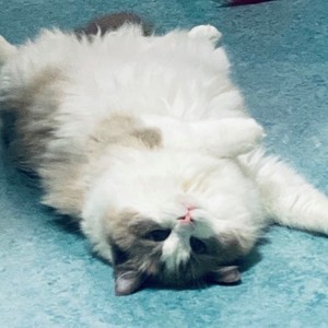 AShan资料,AShan最新歌曲,AShanMV视频,AShan音乐专辑,AShan好听的歌