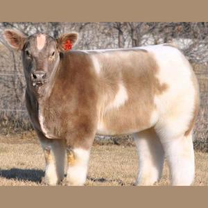 yelaman资料,yelaman最新歌曲,yelamanMV视频,yelaman音乐专辑,yelaman好听的歌