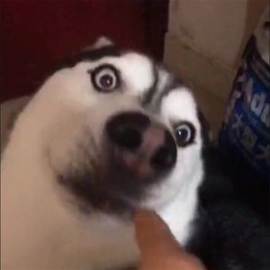 榴莲资料,榴莲最新歌曲,榴莲MV视频,榴莲音乐专辑,榴莲好听的歌