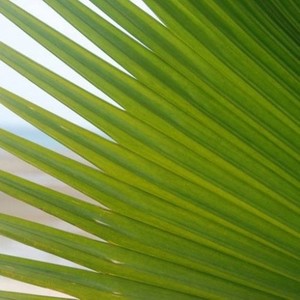 Mitchell Southam资料,Mitchell Southam最新歌曲,Mitchell SouthamMV视频,Mitchell Southam音乐专辑,Mitchell Southam好听的歌