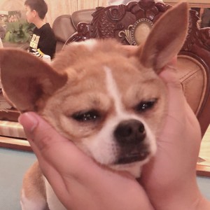 阿發资料,阿發最新歌曲,阿發MV视频,阿發音乐专辑,阿發好听的歌