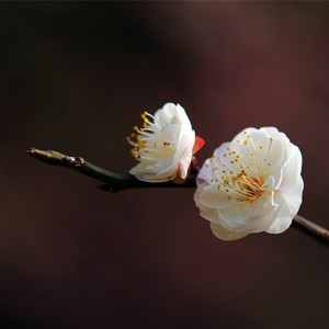 春梅知晓资料,春梅知晓最新歌曲,春梅知晓MV视频,春梅知晓音乐专辑,春梅知晓好听的歌