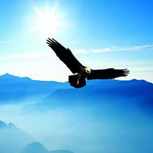 雪中雄鹰资料,雪中雄鹰最新歌曲,雪中雄鹰MV视频,雪中雄鹰音乐专辑,雪中雄鹰好听的歌