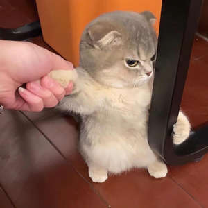 Elliot资料,Elliot最新歌曲,ElliotMV视频,Elliot音乐专辑,Elliot好听的歌