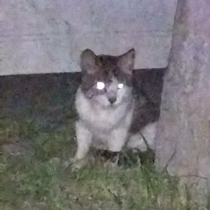 小羽儿资料,小羽儿最新歌曲,小羽儿MV视频,小羽儿音乐专辑,小羽儿好听的歌