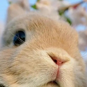 织袋兔资料,织袋兔最新歌曲,织袋兔MV视频,织袋兔音乐专辑,织袋兔好听的歌