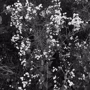 Nascar资料,Nascar最新歌曲,NascarMV视频,Nascar音乐专辑,Nascar好听的歌