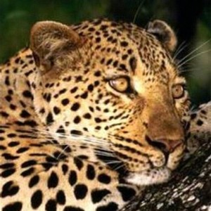 花豹资料,花豹最新歌曲,花豹MV视频,花豹音乐专辑,花豹好听的歌