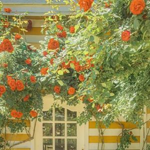 王雯SRJ资料,王雯SRJ最新歌曲,王雯SRJMV视频,王雯SRJ音乐专辑,王雯SRJ好听的歌