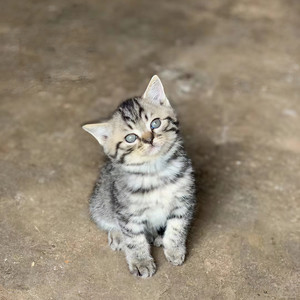 有心君资料,有心君最新歌曲,有心君MV视频,有心君音乐专辑,有心君好听的歌