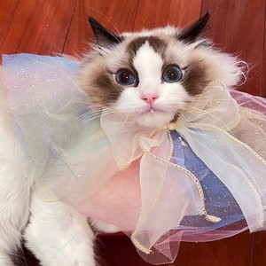 我是一只老猫咪资料,我是一只老猫咪最新歌曲,我是一只老猫咪MV视频,我是一只老猫咪音乐专辑,我是一只老猫咪好听的歌