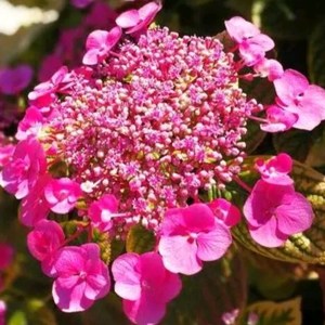 LittleDana资料,LittleDana最新歌曲,LittleDanaMV视频,LittleDana音乐专辑,LittleDana好听的歌