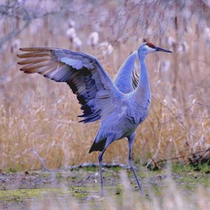 玄鹤资料,玄鹤最新歌曲,玄鹤MV视频,玄鹤音乐专辑,玄鹤好听的歌