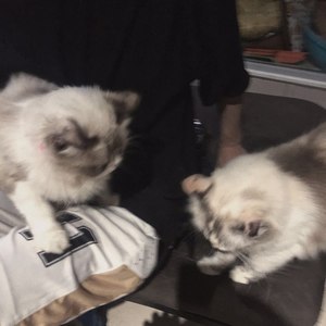 是浩儿丫资料,是浩儿丫最新歌曲,是浩儿丫MV视频,是浩儿丫音乐专辑,是浩儿丫好听的歌