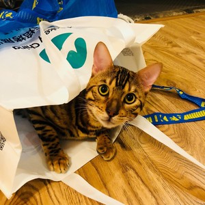 Felix资料,Felix最新歌曲,FelixMV视频,Felix音乐专辑,Felix好听的歌