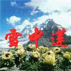 雪中莲资料,雪中莲最新歌曲,雪中莲MV视频,雪中莲音乐专辑,雪中莲好听的歌