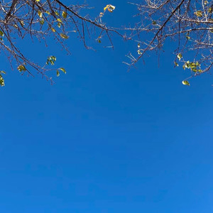 莲爱资料,莲爱最新歌曲,莲爱MV视频,莲爱音乐专辑,莲爱好听的歌