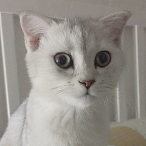 Touming Meng资料,Touming Meng最新歌曲,Touming MengMV视频,Touming Meng音乐专辑,Touming Meng好听的歌