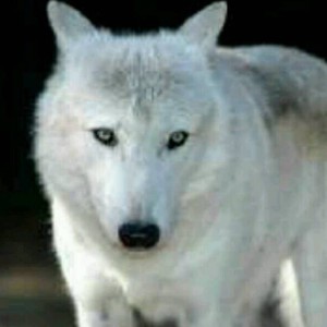 雪狼资料,雪狼最新歌曲,雪狼MV视频,雪狼音乐专辑,雪狼好听的歌