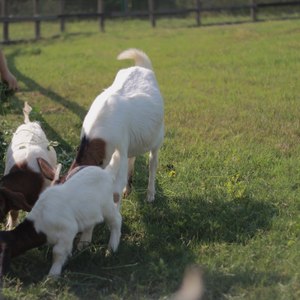 からくりピエロ