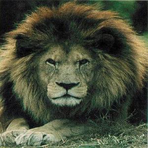 *lionsmane资料,*lionsmane最新歌曲,*lionsmaneMV视频,*lionsmane音乐专辑,*lionsmane好听的歌