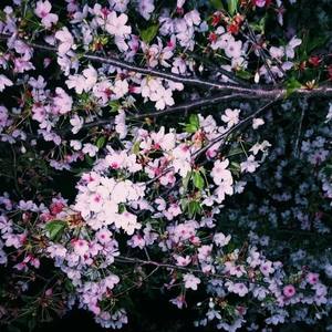 @SILver资料,@SILver最新歌曲,@SILverMV视频,@SILver音乐专辑,@SILver好听的歌