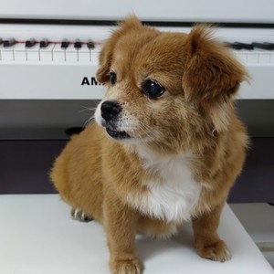 咪咪爸资料,咪咪爸最新歌曲,咪咪爸MV视频,咪咪爸音乐专辑,咪咪爸好听的歌