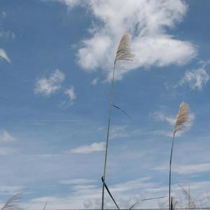 凉席资料,凉席最新歌曲,凉席MV视频,凉席音乐专辑,凉席好听的歌