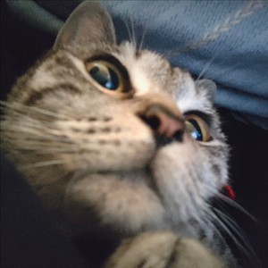 但为君故资料,但为君故最新歌曲,但为君故MV视频,但为君故音乐专辑,但为君故好听的歌