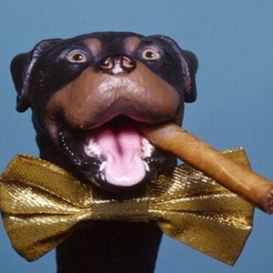 Triumph The Insult Comic Dog