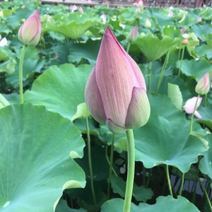 yuanchuang资料,yuanchuang最新歌曲,yuanchuangMV视频,yuanchuang音乐专辑,yuanchuang好听的歌