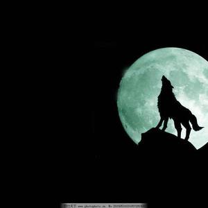 浮光资料,浮光最新歌曲,浮光MV视频,浮光音乐专辑,浮光好听的歌