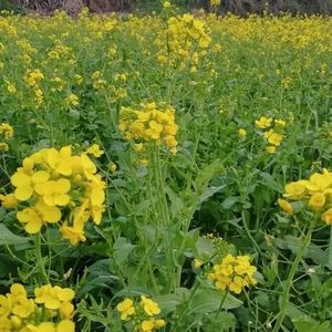 原始森林资料,原始森林最新歌曲,原始森林MV视频,原始森林音乐专辑,原始森林好听的歌