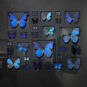 油桃花蜂蜜资料,油桃花蜂蜜最新歌曲,油桃花蜂蜜MV视频,油桃花蜂蜜音乐专辑,油桃花蜂蜜好听的歌