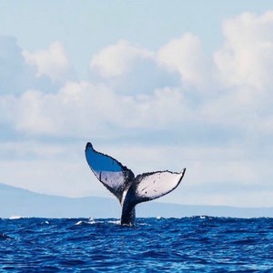 California Whale资料,California Whale最新歌曲,California WhaleMV视频,California Whale音乐专辑,California Whale好听的歌