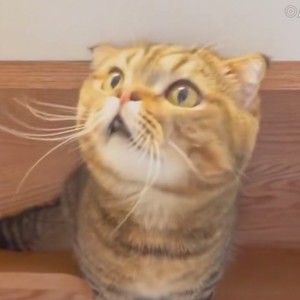 轻描淡写我的旋律资料,轻描淡写我的旋律最新歌曲,轻描淡写我的旋律MV视频,轻描淡写我的旋律音乐专辑,轻描淡写我的旋律好听的歌