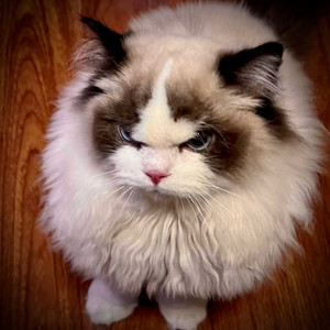 某种老朋友 (COVER版)