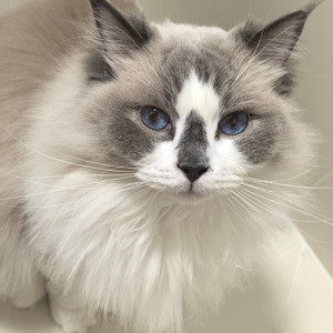 某某资料,某某最新歌曲,某某MV视频,某某音乐专辑,某某好听的歌