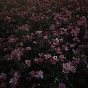 潘熊熊资料,潘熊熊最新歌曲,潘熊熊MV视频,潘熊熊音乐专辑,潘熊熊好听的歌