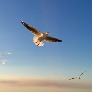 曾志强资料,曾志强最新歌曲,曾志强MV视频,曾志强音乐专辑,曾志强好听的歌