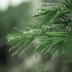 茂林修竹资料,茂林修竹最新歌曲,茂林修竹MV视频,茂林修竹音乐专辑,茂林修竹好听的歌