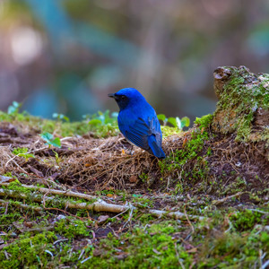 森林里的鸟资料,森林里的鸟最新歌曲,森林里的鸟MV视频,森林里的鸟音乐专辑,森林里的鸟好听的歌