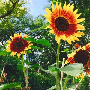 L文妹儿资料,L文妹儿最新歌曲,L文妹儿MV视频,L文妹儿音乐专辑,L文妹儿好听的歌