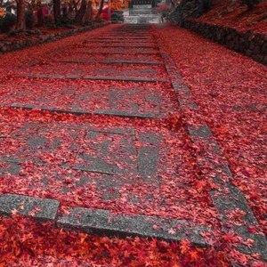 了一子资料,了一子最新歌曲,了一子MV视频,了一子音乐专辑,了一子好听的歌