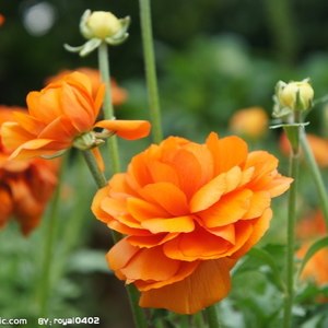 珠玑一枝花资料,珠玑一枝花最新歌曲,珠玑一枝花MV视频,珠玑一枝花音乐专辑,珠玑一枝花好听的歌