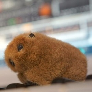 まうあき资料,まうあき最新歌曲,まうあきMV视频,まうあき音乐专辑,まうあき好听的歌