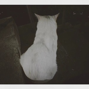 Callme喵崽资料,Callme喵崽最新歌曲,Callme喵崽MV视频,Callme喵崽音乐专辑,Callme喵崽好听的歌